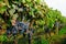 Grape Vine with Leaves Close Up â€“Â Italian Vineyard on Mount Etna